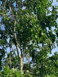 Image result for Allophylus tanzaniensis