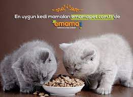 en uygun kedi mamalari www emamapet com tr de kedi kediler kedimamasi kedi yavru kediler evcil hayvan bakimi