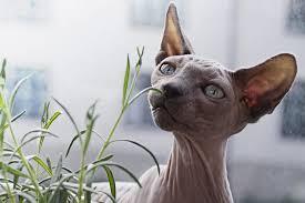How to use essential oils around your cat (quick guide). Important Essential Oil Health Tips To Keep Your Cats Safe Fetch Pet Care