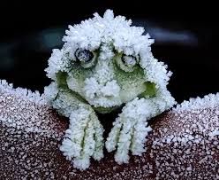 How Arctic Frogs Survive Being Frozen Alive Animals Animals Beautiful Cute Animals