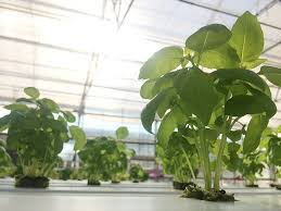 Maybe you would like to learn more about one of these? How Much Light Do Indoor Plants Need Vanq Led