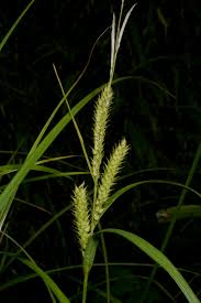 Image result for Carex echinochloe