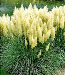 Sukkulenten sind robuste pflanzen, die wasser lange speichern können. Weisses Pampasgras 1 Pflanze Pampasgras Pflanzen Ziergras Gras