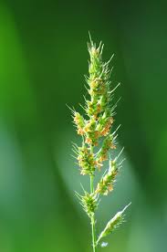 Image result for Echinochloa ugandensis