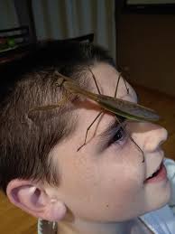 Found this beautiful guy outside work today Anniston, Alabama USA .