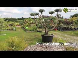 Les Pepinieres Vegetal 85 Sont Situees En Vendee 85 A La Chaize Le Vicomte A 10 Min De La Roche Sur Yon Plan Jardin Vegetal Pepiniere
