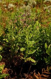 Image result for Senecio purpureus