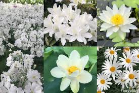 If you're looking for flower baby names for boys and girls, we've got a list of the cutest ones, plus the meanings behind them. 52 Incredible White Flowers With Names Meaning And Pictures Florgeous