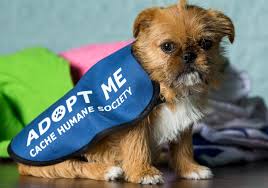 These slogans are best to create awareness among people to adopt homeless pets and also pets living in shelters. Adopt A Pet Cache Humane Society