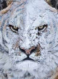 トラ猫が雪遊びをしたときの顔はかわいい じゃあ虎は らばq グノシー 美しい動物 可愛すぎる動物 トラ猫
