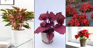 It has variegated leaves which can produce bright pink and green colours. 15 Impressive Red Indoor Plants Houseplants With Red Leaves