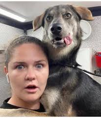 Dial A Dog Wash Ireland added a...