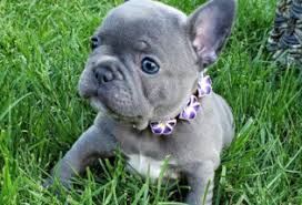 On average, french bulldogs will have around 3 puppies in each litter. Puppies French Bulldog For Sale In Oklahoma With Price Animalssale Com