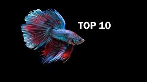 Betta fish is one of the ornamental fish that is easy to maintain. Top 10 Beautiful Betta Fish In The World Love Fish Tv Youtube