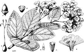 Image result for Cordia africana