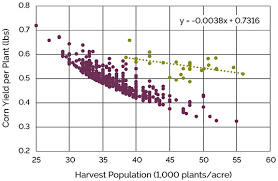 Managing Corn For Greater Yield