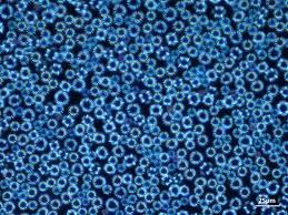 Picture Of The Month Winners 2016 Center Of Micronanotechnology Cmi Epfl