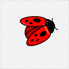 You can also add in legs to the ladybug if you prefer, or keep them off. Beetle Coccinella Septempunctata Free Ladybird Drawing Ladybug Insects Cartoon Png Pngegg
