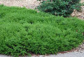 Image result for Clutia paxii