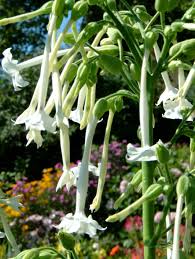Image result for Nicotiana