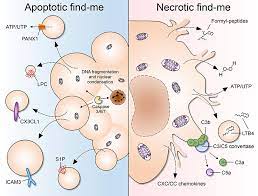 Maybe you would like to learn more about one of these? Frontiers Phagocytosis Of Necrotic Debris At Sites Of Injury And Inflammation Immunology