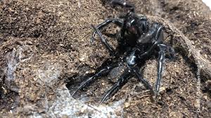 Ihre netze bedecken ganze wiesen, sind scheinbar überall. Nach Regen In Australien Warnung Vor Giftigen Spinnen Youtube