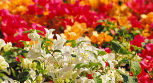 Aspérule odorante (fiche d'identité, variétés, plantation, culture type(s) de plante. Odeur Jardin Parfums Choix Plantes Fleurs Idees