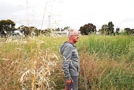 Stratford's high grass a real eyesore
