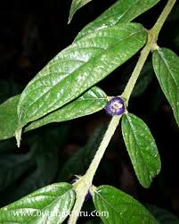 Image result for Lasianthus