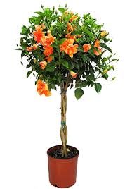 Hibiscus plant care and it s benefits. Amazon Com Braided Live Hibiscus Tree Double Peach Flower 3 Gallon Pot Tropical Plants Of Florida Overall Height 44 To 48 Plant Only Garden Outdoor