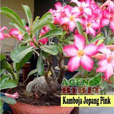 Kemboja, kamboja atau semboja (plumeria) adalah sekelompok tumbuhan dalam marga plumeria. Bibit Bunga Adenium Kamboja Jepang Pink Tanaman Hias Pohon Bonsai Shopee Indonesia