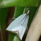 Mystical Moths