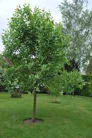 Image result for Aeollanthus subintegrus