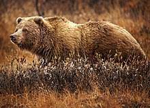 Grizzlies can also be brown, gold, or black. Grizzly Bear Wikipedia