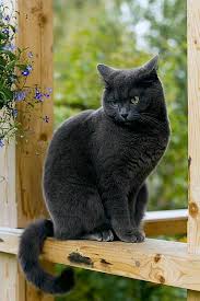Siyah Kedi Black Cat Beautiful Cats Cute Cats Blue Cats
