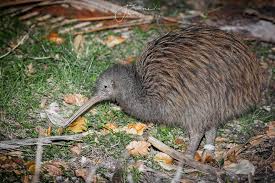 Image result for Pteris auquieri