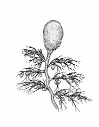 Kuvahaun tulos haulle bladderwort plant