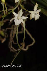 Image result for Rangaeris muscicola