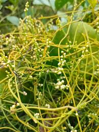 Image result for Cassytha filiformis