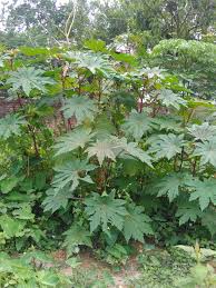 Image result for Ricinus