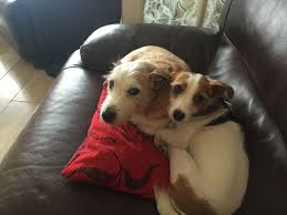 Pin By Julie Ross On Dolly And Scampi Cutest Dog Ever Animal Mashups Silly Animals