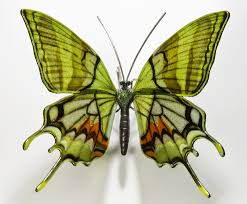 Rare And Endangered Butterfly Species Recreated In Glass By Laura Hart Butterfly Species Glass Butterfly Butterfly Pictures