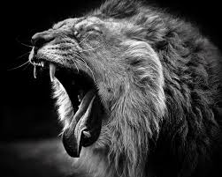 Black And White Images Of Animals 10 Most Popular Black And White Animal Wallpaper Full Hd 1080p For Pc Desktop Animals Black And White Black And White Lion Lions Photos