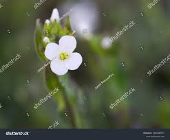 Image result for Arabis alpina