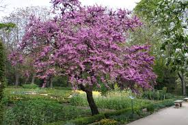 Cercis Siliquastrum Buscar Con Google Trees To Plant Home Garden Plants Small Trees