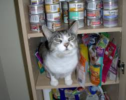 Cat Purrs Evoke Baby Cries Science Aaas