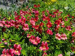 Image result for Mimulopsis