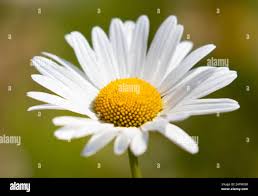 A crisp white oxeye daisy flower in the summer sunshine ...