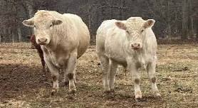 Beef Quality Assurance (BQA) Workshop