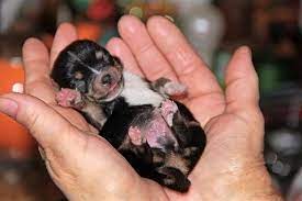 Newborn puppies' eyes are tightly shut, and their ear canals not yet open. During Which Stage Of Growth Do Puppies Open Their Eyes Dogappy
